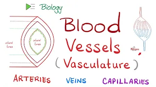 Blood 🩸 Vessels 🚢 (Vasculature) | Arteries, Arterioles, Capillaries, Venules & Veins | Biology