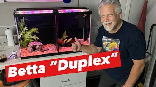 NEW TANK [Step-by-Step Set-up] for 2 MALE BETTA FISH - *A BETTA "DUPLEX!"*