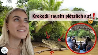 Travel VLOG 2 | Australien Krokodil-Tour | Rainforest Daintree River 🐊🇦🇺