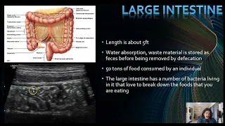 Pediatric Gastrointestinal  Ultrasound