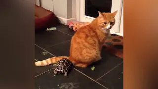 Ozzy Man Reviews: Tortoise vs Cat