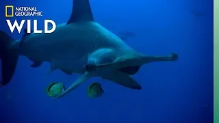 Hammerhead Shark’s Unique Features | Nat Geo WILD