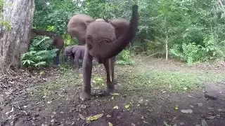 Elephant Investigates Gopro