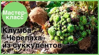 Дачные поделки: клумба "Черепаха". Мастер-классы на Подарки.ру