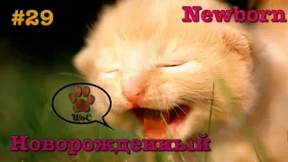 Котёнок КОТЫ 2019 ПРИКОЛЫ с котами и кошками 2019 Funny Cats #29