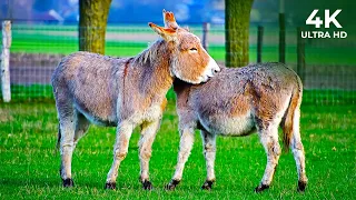 Funny Cute Donkeys To Make You Laugh | NatureLax