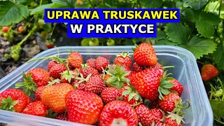 Uprawa Truskawek W PRAKTYCE. Cięcie, Nawożenie, Podlewanie, Pielęgnacja Truskawki Krok po Kroku.