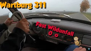 Wartburg 311: Beinahe Wildunfall !