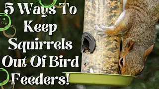 5 Ways To Keep Squirrels Off Bird Feeders