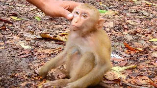 New abandoned pigtail monkey is back  & Luna let's Lucie did morning exercise