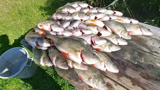 Kaitsun kanssa ahventa narraamassa 🐟🐟🐟 | Kaitsu saa mieluisan tuliaisen 👀😁