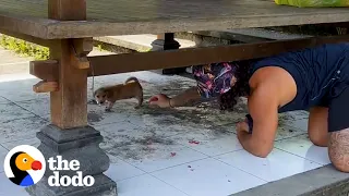 Couple Rescues Two Abandoned Puppies | The Dodo