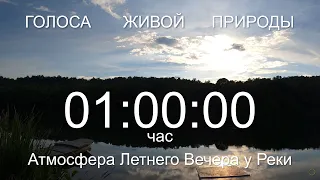 Обратный отсчет Таймер 1 час. Звуки живой природы / Countdown. Timer 1 hour. #ГолосаЖивойПрироды