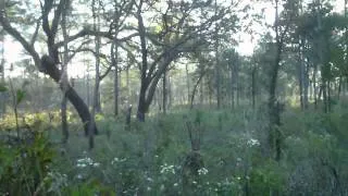 Deer hunt Croom muzzleloader 2013 pt2