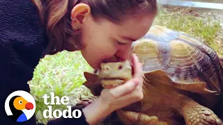 NYC Tortoise Goes Off To "College" | The Dodo Soulmates