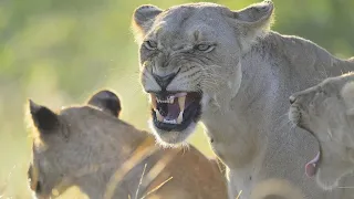 Wildlife - Lion Pride Wild Documentary (Nat Geo HD 1080p)