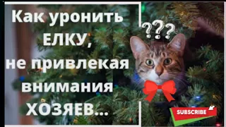 Коты.Смешные Кошки Приколы с Котами.Кот прикол