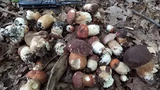 МОЛОДІ БІЛІ ГРИБИ/ТРЕТЬОГО ЛИСТОПАДА/ГРИБИ 2022/ОТАКОЇ ДАЛІ ЛІЗУТЬ ГРИБИ..mushrooms 🇺🇦