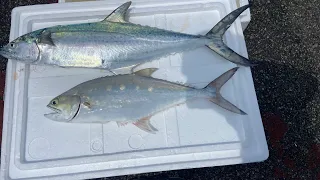 Bedok Jetty, my biggest Spanish Mackerel and many more