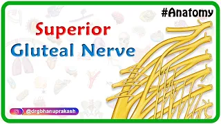 Superior Gluteal nerve Anatomy medical animation  - Origin & Course , Dr G Bhanu Prakash