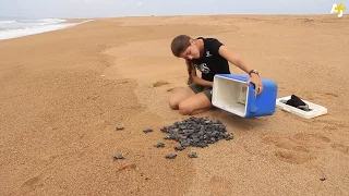 These People Are Saving Endangered Baby Turtles In Brazil