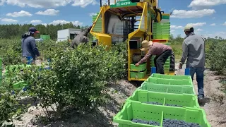 2020 Laneley Farms Blueberry Harvest