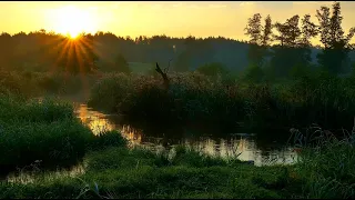 Blackbird Singing at sunrise