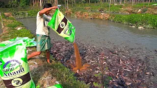 Million African Catfish Eating Pellet Food Pond | Usaha Budidaya Ikan Lele | Hybrid Magur Fish Farm