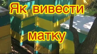 Як вивести матку? Які нуклеуси для обліту маток? Чим краща ф1 від звичайної матки?