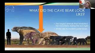 Cave Bears: The Unexpected Vegetarians of the Ice Age