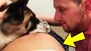 Seu Cachorro não Parava de Latir para sua Barriga Grávida, quando Então ela Percebeu o Porquê