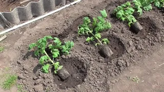 Томатных Гномов - иностранцев высадила в открытый грунт. Ольга Чернова.