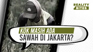 Sawah di Jakarta? Masih Ada?! | Reality Bites