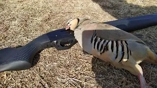 Одиночный выезд на охоту. Отличная охота на кеклика. Alone hunting Chukars in the mountains. Chukar.