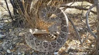 Western Diamondback Rattlesnake wakes up suddenly!