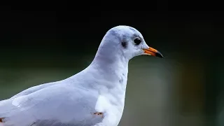 Black-headed gull (Chroicocephalus (Larus) ridibundus) - Winter plumage ⁴ᵏ ᵁˡᵗʳᵃ ᴴᴰ