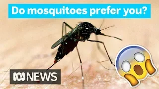 Why mosquitoes bite some people more than others | Did You Know?