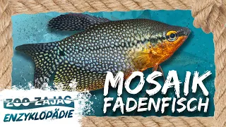 MOSAIKFADENFISCH | FISCHENZYKLOPÄDIE | Zoo Zajac