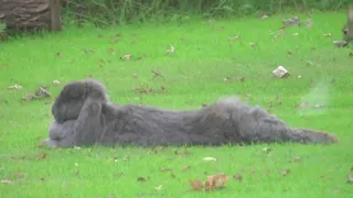 Wild Rabbit makes love with my Giant Blue Rabbit