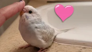 Tiny Scritches