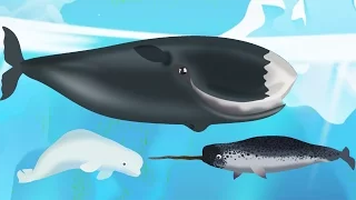 Learn Arctic Sea Animals Living & Habits For Children #2 | Learn Animals For Kids And Toddlers