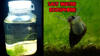 MARINE Life Persisting Within A SEALED JAR │ Saltwater Ecosphere │ 6 Month Update