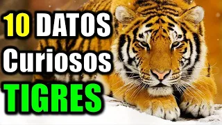 10 Datos Curiosos de los Tigres - El felino más grande del mundo