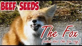 Ylvis - The Fox (What Does The Fox Say) (OFFICIAL Beef Seeds Cover)