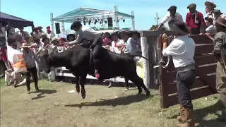 Monta de Vacunos 🐂🤠 Jineteadas de vacas Fiesta del Ternero 2020 #vacas #cows #monta #rural #campo