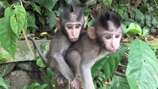 Приколы с обезьянами.  Смешные обезьяны . Приколы с животными . Fun with the monkeys.  Funny monkey.