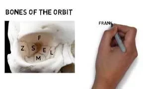 Learning the Bones of the Orbit