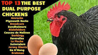 TOP10 The best DUAL PURPOSE chicken breeds for EGG & MEAT production #homesteading #chickenfarming