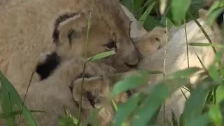 SafariLive Jan 29 - Four happy Sausage lion cubs!