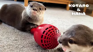 Hilarious Otters Talking into The Voice Changer Mic